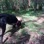 Kennels & Cattery of Grassmere – only 10 minutes from Warrnambool